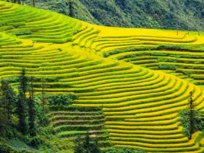 国家占地果树苗赔偿标准是多少 常见果树赔偿标准