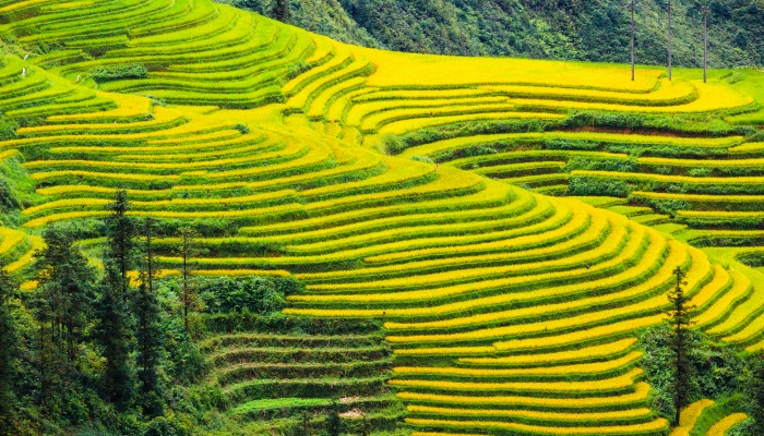 农村土地互换如何生效 有补偿金吗