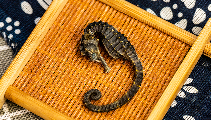 海马的功效是什么？可以怎么吃？
