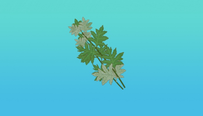 艾草可以泡水喝吗