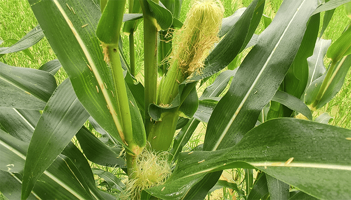 新鲜的玉米怎么吃？吃玉米有什么好处吗？