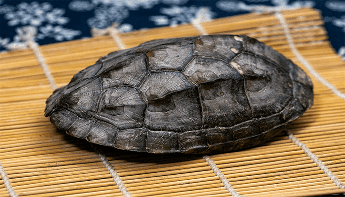 龟甲的营养成分是什么？龟甲能吃吗？