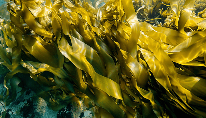 ​海苔的营养成分是什么？海苔有哪些做法？