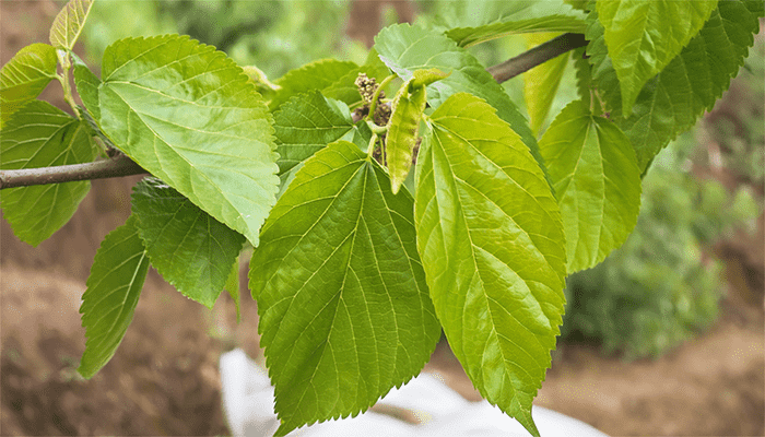 桑叶能吃吗？桑叶有哪些营养成分？