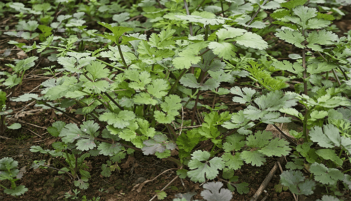香菜的营养成分是什么？为什么有人不能接受吃香菜？
