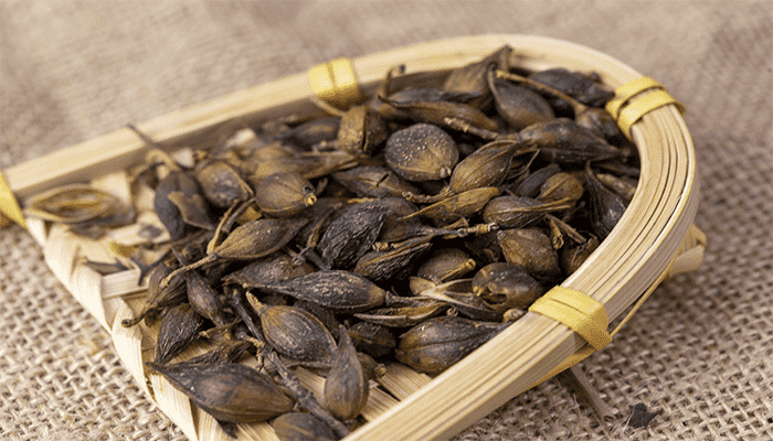 连翘是中药吗？连翘的功效是什么？