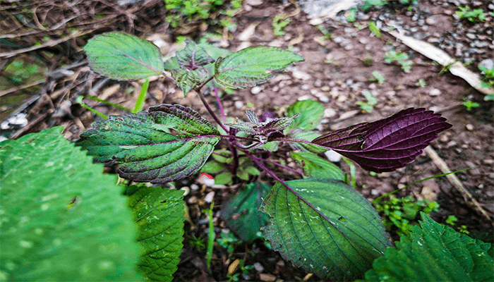 紫苏是什么季节的菜？紫苏的吃法有哪些？