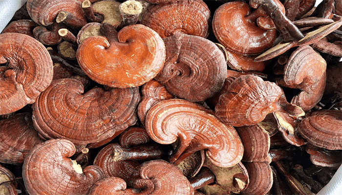 灵芝的功效作用是什么？灵芝的营养价值高吗？