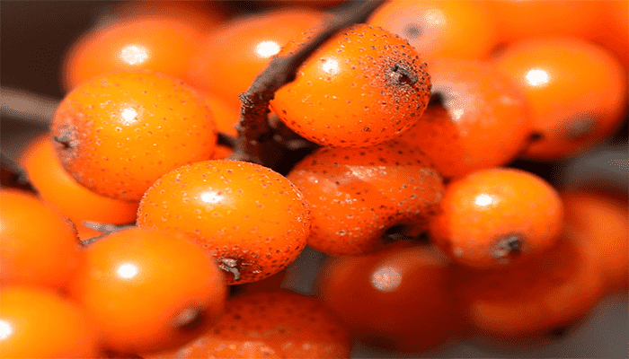 沙棘果是水果吗？它富含哪些营养？