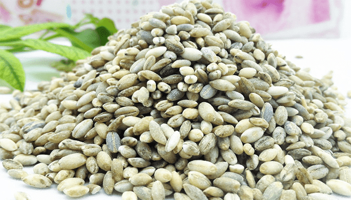 青稞米可以当饭吃吗？它的热量高吗？