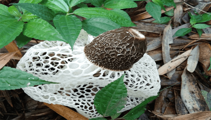 竹荪可以煲汤吗？竹荪有哪些做法？