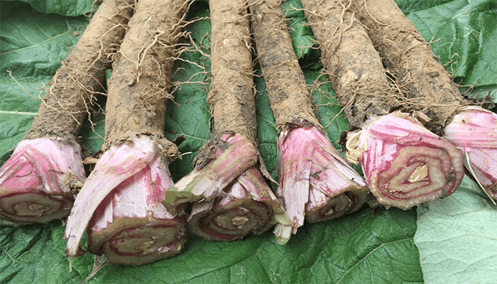 牛蒡根是中药吗？牛蒡根应该怎么吃？