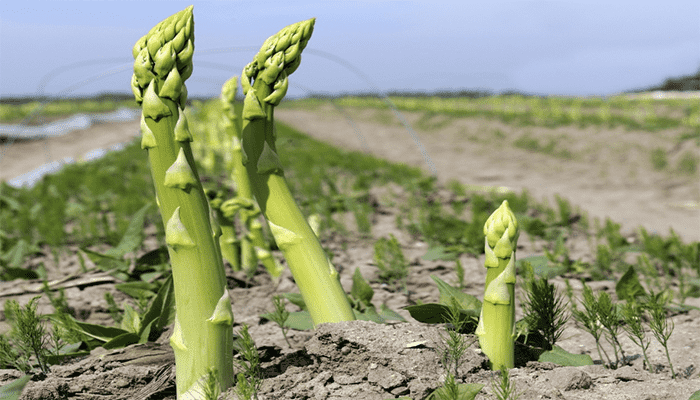 芦笋怎么做好吃？吃芦笋有什么好处吗？