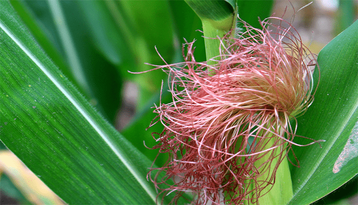 玉米须可以泡水喝吗？有哪些好处？