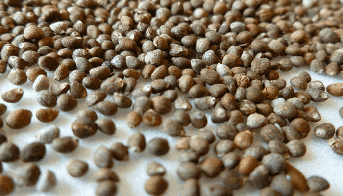 紫苏籽富含哪些营养？可以多吃吗？