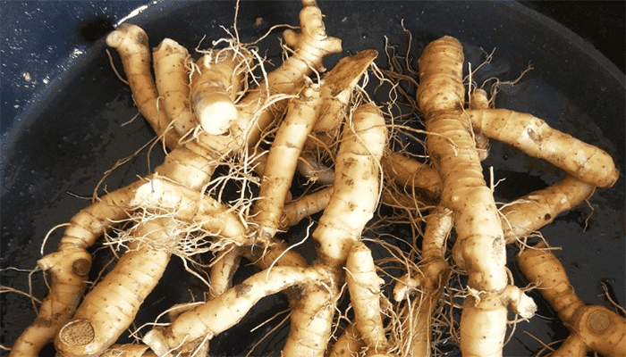 玉竹是什么？玉竹怎么吃？