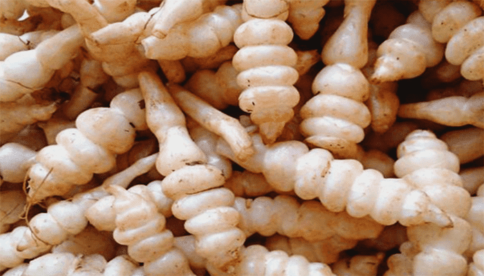 地笋的功效与作用？地笋怎么吃？