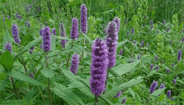 香薷是什么？香薷有什么功效？