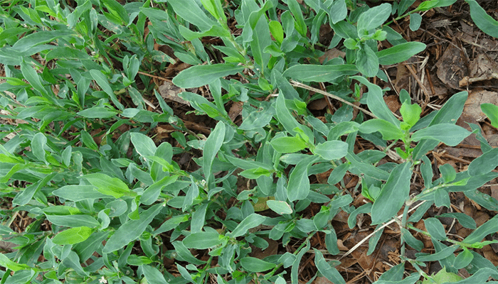 萹蓄菜是中药吗？萹蓄菜的做法有哪些？