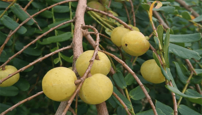 余甘子是什么？余甘子有什么功效？