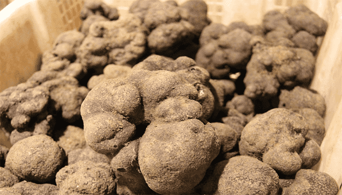 松露菌适合哪些人吃？松露菌有哪些做法？