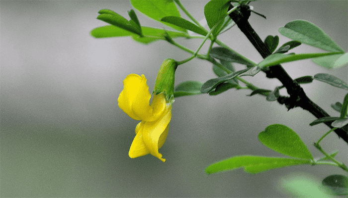 金雀花有哪些吃法？吃金雀花有哪些好处？