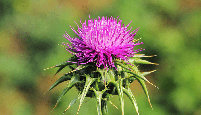 水飞蓟的功效作用？水飞蓟怎么吃？