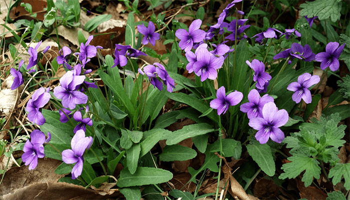 紫花地丁的功效是什么？适合哪些人群食用？