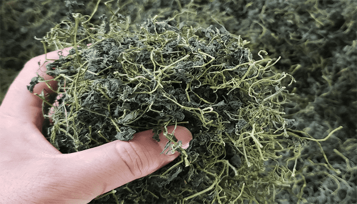 绞股蓝的做法？绞股蓝适合哪些人吃？