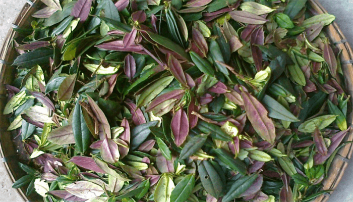 石吊兰的功效与作用？石吊兰适合哪些人吃？