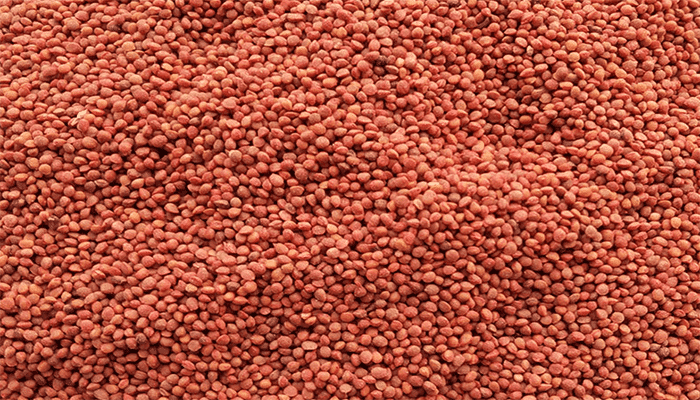 楮实子可以泡茶喝吗？楮实子的功效与作用？