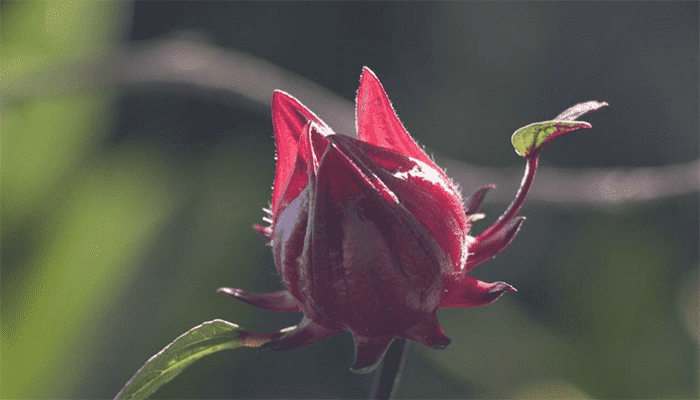 喝洛神花茶能减肥吗？需要注意什么？