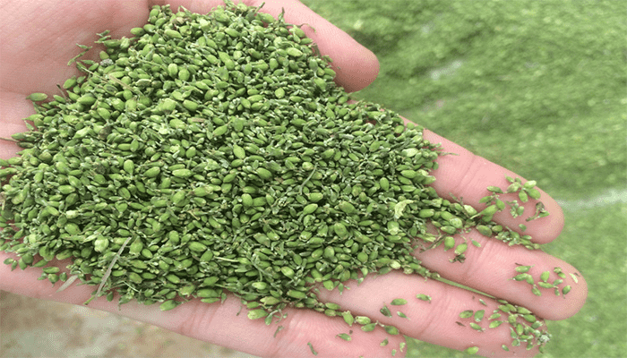 槐米是米吗？槐米该怎么吃？