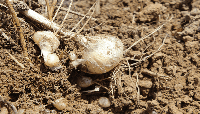 薤白是小葱吗？薤白的吃法？