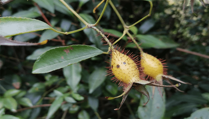 金樱子是水果吗？金樱子富含哪些营养？
