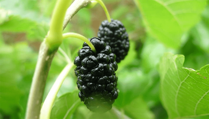 黑桑葚和白桑葚有什么区别？黑桑葚富含哪些营养？