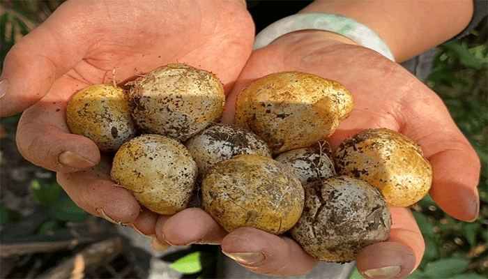 竹荪蛋是什么？竹荪蛋怎么吃？