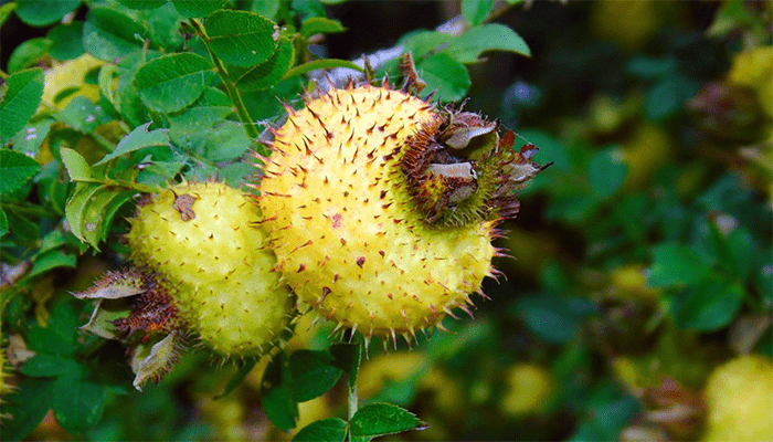 刺梨能吃吗？有哪些营养？