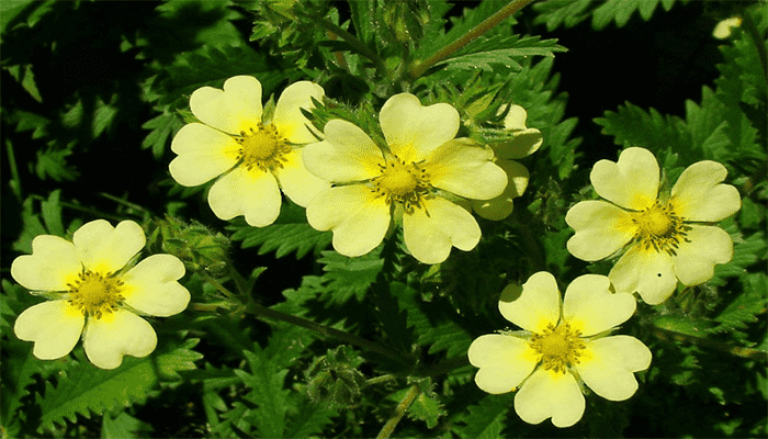 委陵菜的功效作用？委陵菜的吃法？