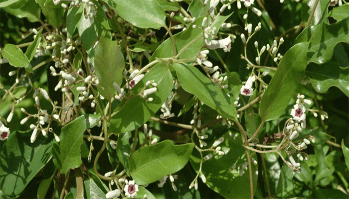 鸡屎藤是什么？鸡屎藤有哪些吃法？