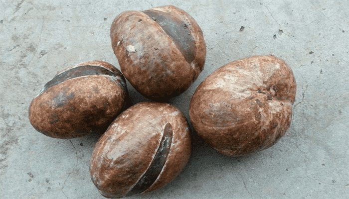 娑罗子的功效与作用？有什么注意事项？