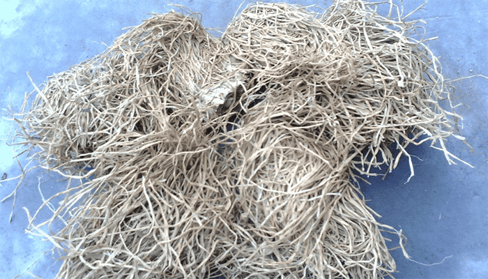 糯稻根的功效作用是什么？糯稻根的营养价值高吗？