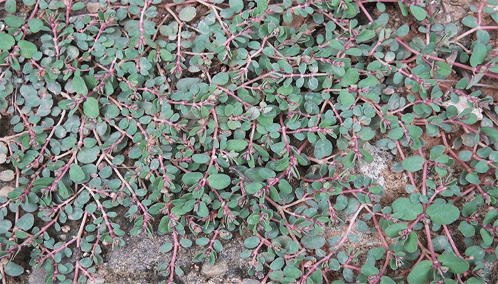 地锦草是杂草吗？有营养价值吗？