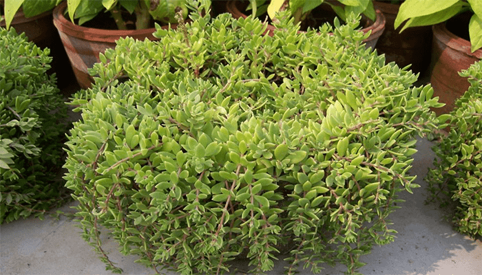 垂盆草真的能吃吗？有哪些吃法？