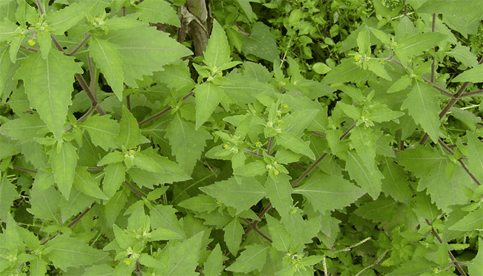 豨莶草是什么？有哪些吃法？