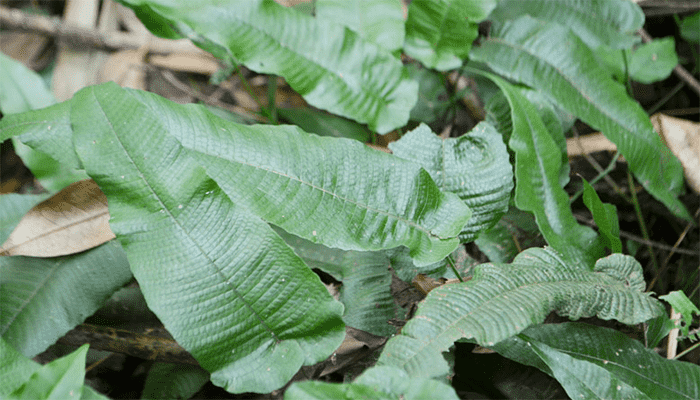 石韦的功效与作用？石韦适合哪些人吃？