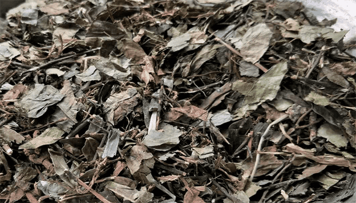 络石藤的营养价值高吗？络石藤应该怎么吃？