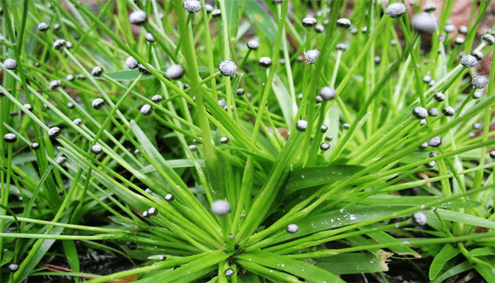 谷精草适合哪些人吃？谷精草有哪些做法？