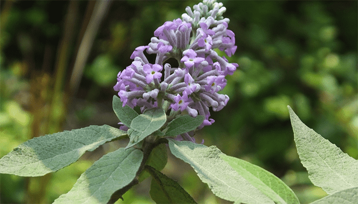 密蒙花能吃吗？密蒙花的功效与作用？