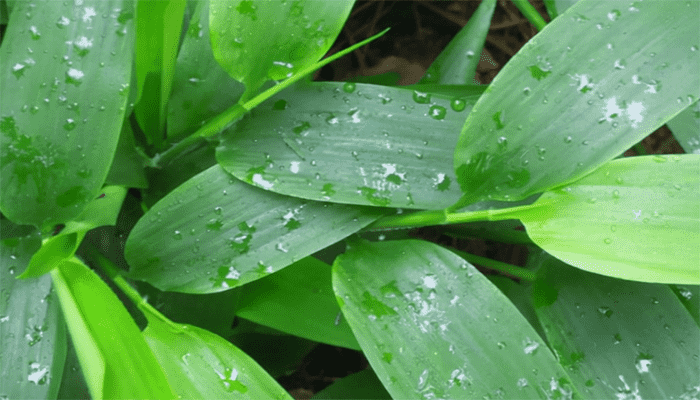 淡竹叶是竹叶吗？淡竹叶的功效与作用？